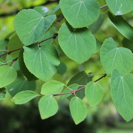 Japanese Katsura tree - Cercidiphyllum japonicum