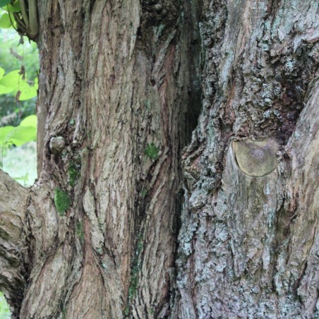 Arbre à caramel - Cercidiphyllum japonicum