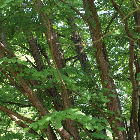 Arbre à caramel - Cercidiphyllum japonicum