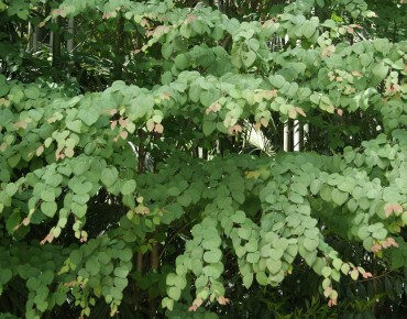 Japanese Katsura tree (in 3...
