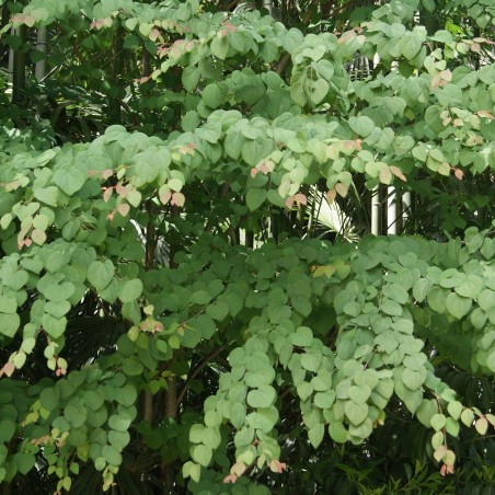 Japanese Katsura tree - Cercidiphyllum japonicum