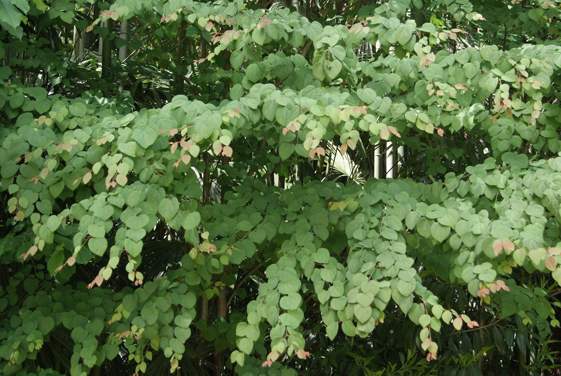 Japanese Katsura tree