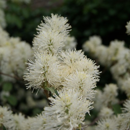 Grand Fothergilla  (en pot de 3 litres) - Fothergilla Major