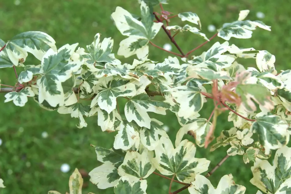 Acer campestre Carnival - Jardins du Monde.be