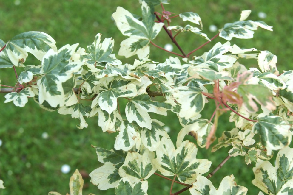 Acer campestre Carnival - Jardins du Monde.be
