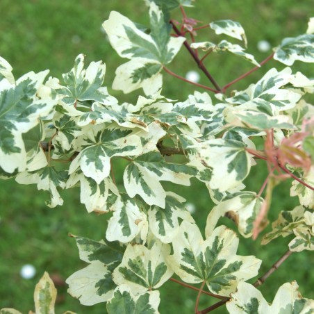 Acer campestre Carnival - Jardins du Monde.be