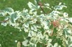 Acer campestre Carnival - Jardins du Monde.be
