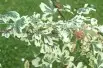 Acer campestre Carnival - Jardins du Monde.be