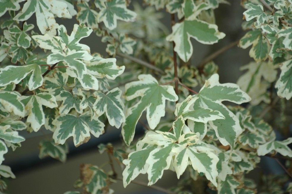 Acer campestre Carnival - Jardins du Monde.be Acer campestre Carnival - Jardins du Monde.be