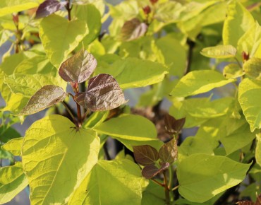 Catalpa bignonioides Aurea - feuillage -Jardins du Monde.be