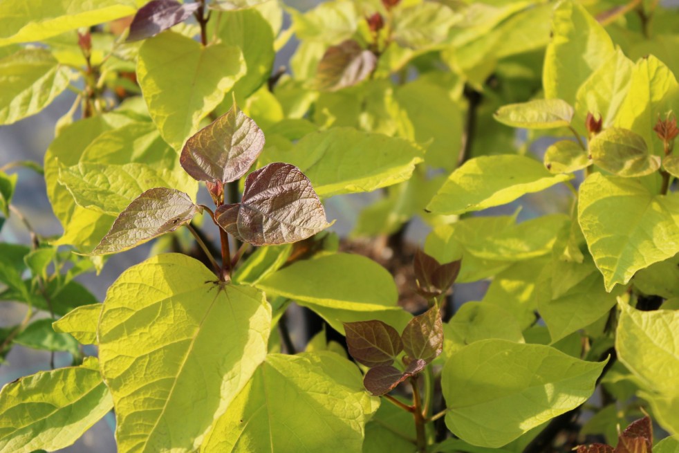 Catalpa bignonioides Aurea - Jardins du Monde.be