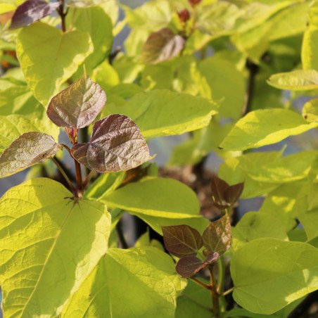 Catalpa bignonioides Aurea - feuillage -Jardins du Monde.be
