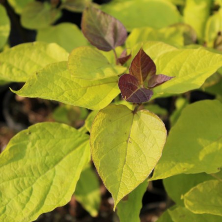Catalpa bignonioides Aurea - Jardins du Monde.be
