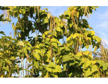 Catalpa bignonioides Aurea - Jardins du Monde.be