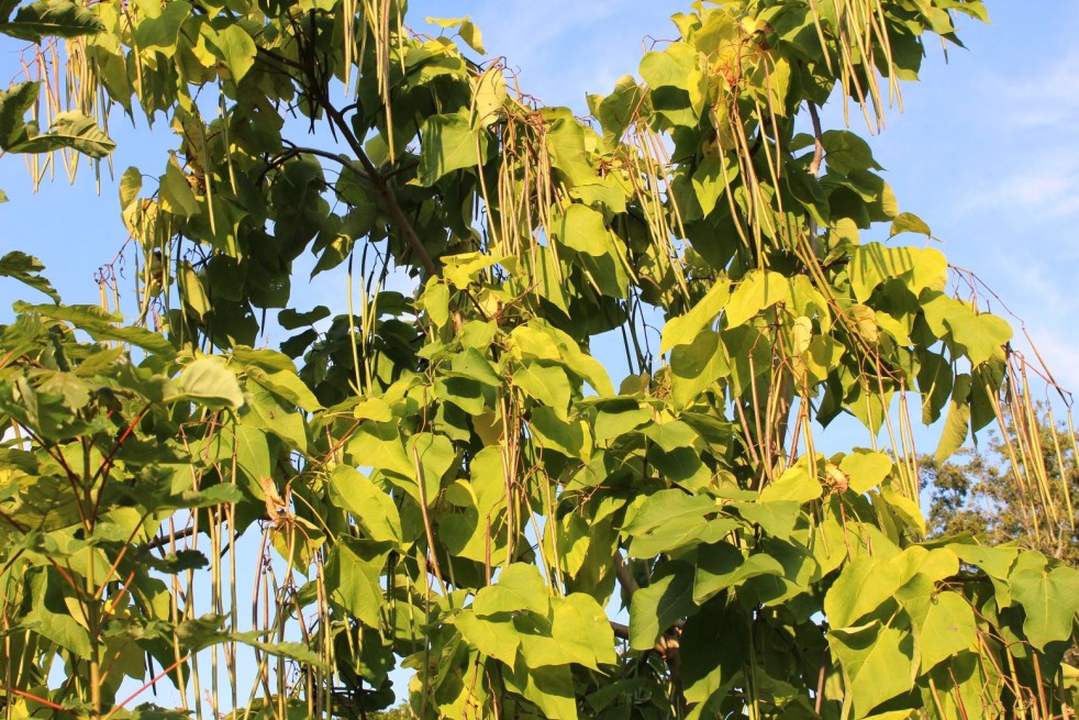 Catalpa bignonioides Aurea - fructification - Jardins du Monde.be