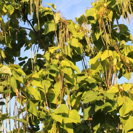 Catalpa bignonioides Aurea - fructification - Jardins du Monde.be