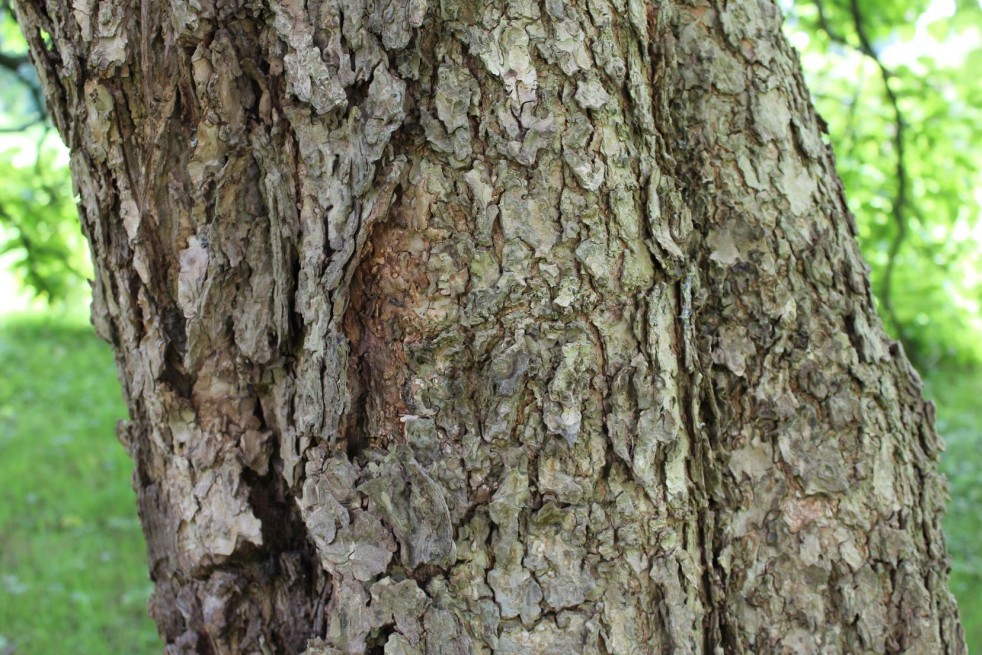 Catalpa bignonioides Aurea - tronc - écorce - Jardins du Monde.be Catalpa bignonioides Aurea - tronc - écorce - Jardins du Monde.be