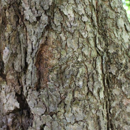 Catalpa bignonioides Aurea - Jardins du Monde.be