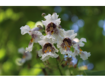 Catalpa bignonioides Aurea - Jardins du Monde.be