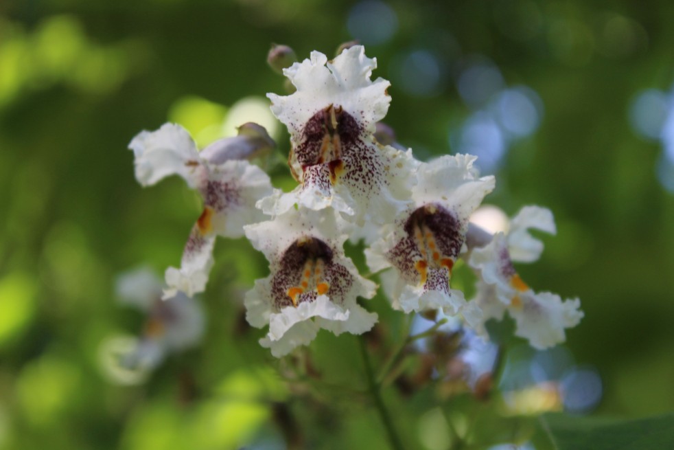 Catalpa bignonioides Aurea - floraison - Jardins du Monde.be