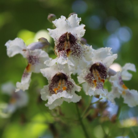 Catalpa bignonioides Aurea - floraison - Jardins du Monde.be