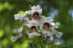 Catalpa bignonioides Aurea - floraison - Jardins du Monde.be