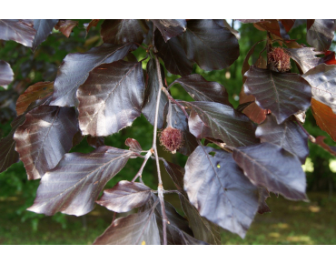 Schwarzrote Hängebuche - Fagus sylvatica Purpurea Pendula