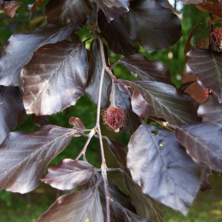 Schwarzrote Hängebuche - Fagus sylvatica Purpurea Pendula