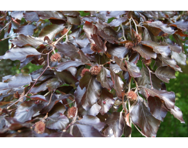 Schwarzrote Hängebuche - Fagus sylvatica Purpurea Pendula