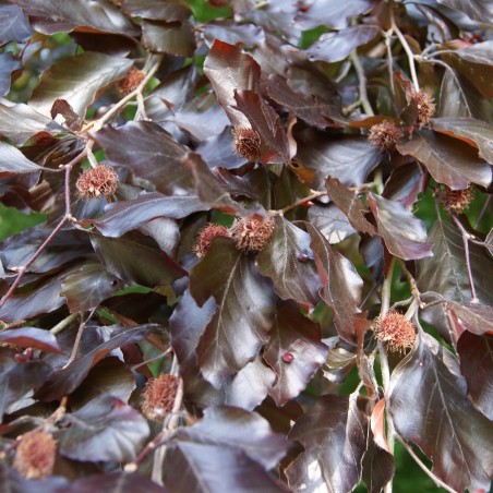Schwarzrote Hängebuche - Fagus sylvatica Purpurea Pendula