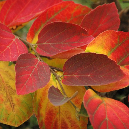 Grand Fothergilla  (en pot de 3 litres) - Fothergilla Major