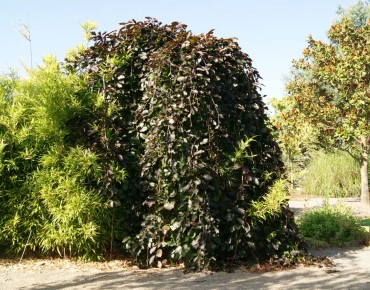 Purple Weeping Beech