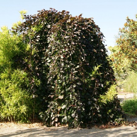 Schwarzrote Hängebuche - Fagus sylvatica Purpurea Pendula