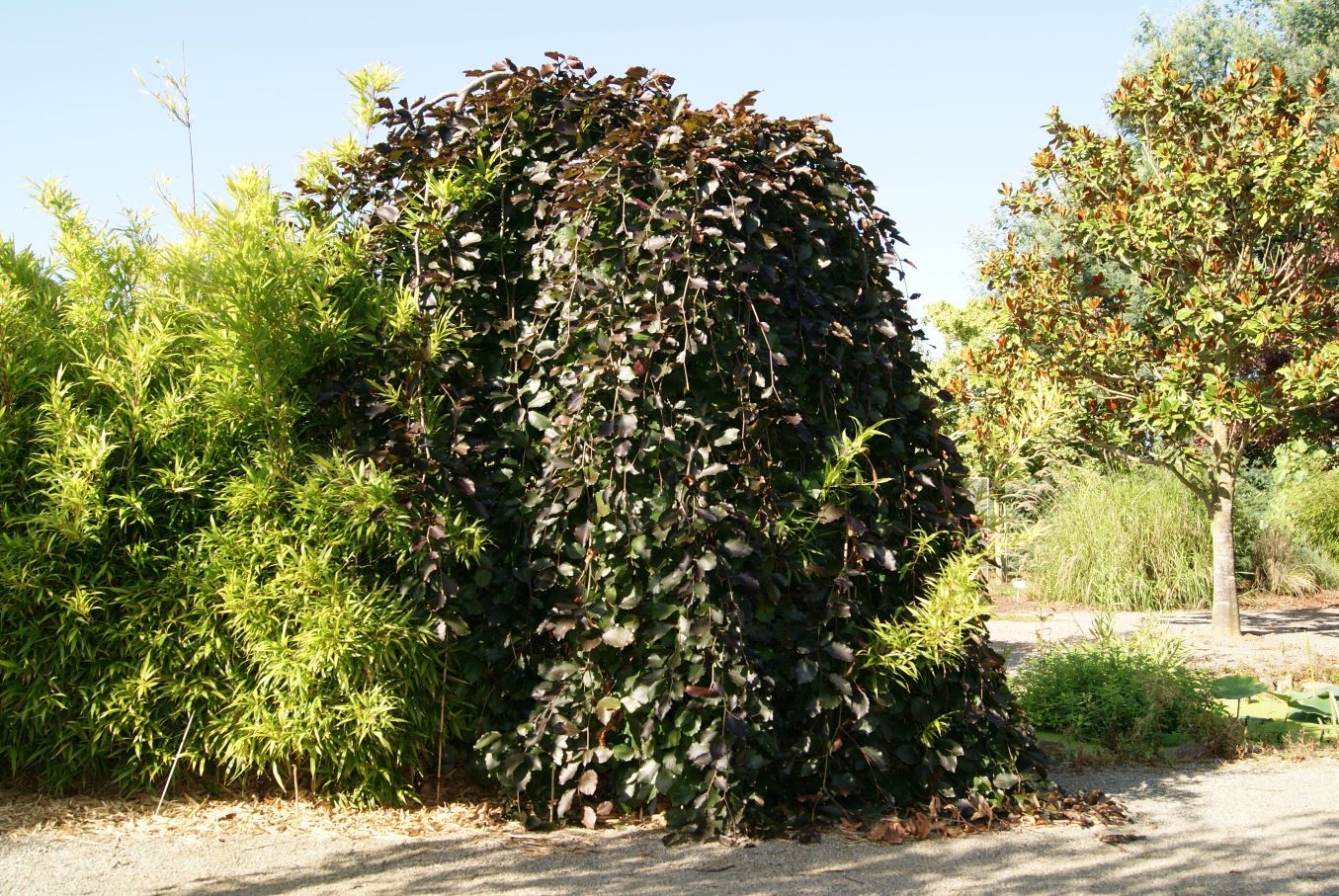 Purple Weeping Beech