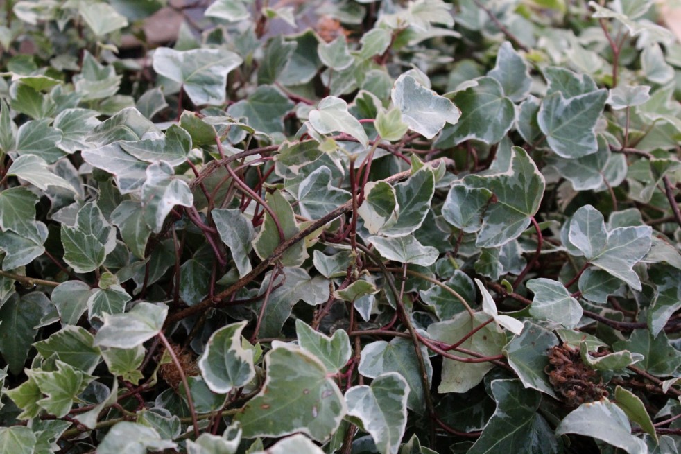 Hedera helix Marginata Elegantissima - Jardins du Monde.be