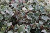 Hedera helix Marginata Elegantissima - Jardins du Monde.be