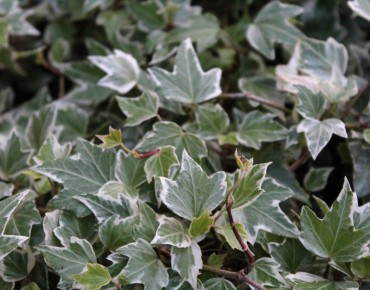 Hedera helix Marginata Elegantissima - Jardins du Monde.be