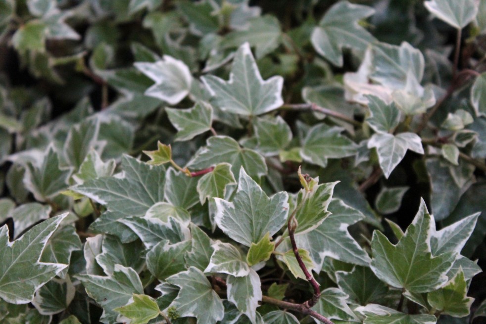 Hedera helix Marginata Elegantissima - Jardins du Monde.be