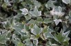 Hedera helix Marginata Elegantissima - Jardins du Monde.be