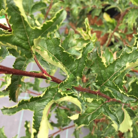 Malus toringo Brouwers Beauty