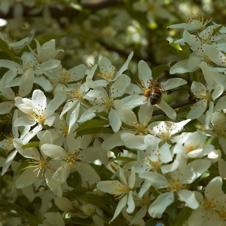 Toringo-Apfel Brouwers Beauty - Malus toringo Brouwers Beauty