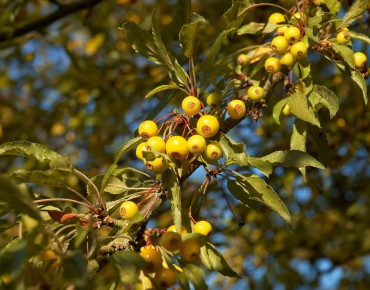 Crabapple Tree Brouwers Beauty