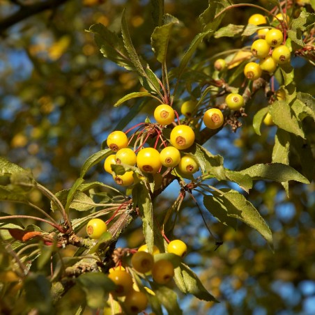 Toringo-Apfel Brouwers Beauty - Malus toringo Brouwers Beauty