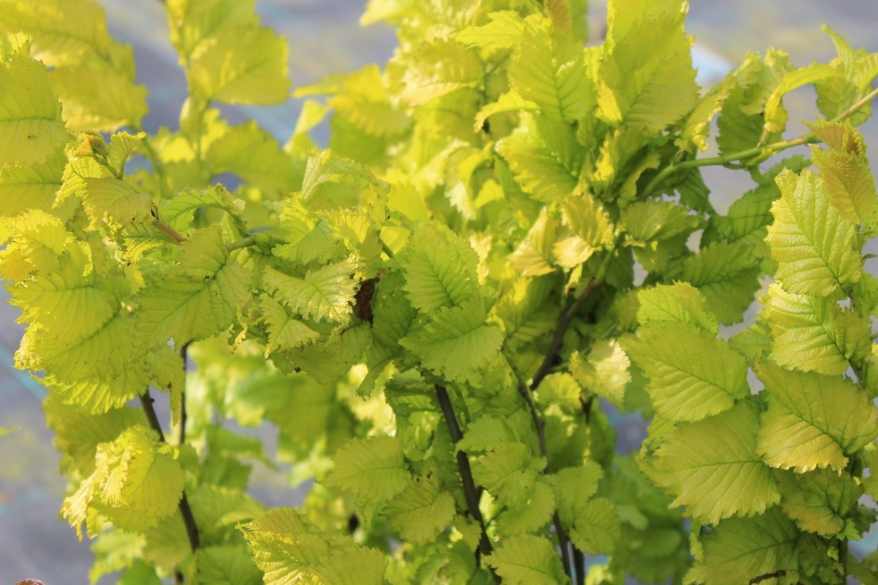 Ulmus carpinifolia Wredei - Jardins du Monde.be