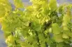 Ulmus carpinifolia Wredei - Jardins du Monde.be