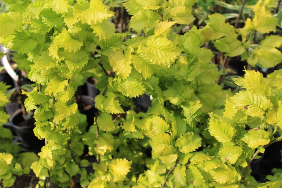 Ulmus carpinifolia Wredei - Jardins du Monde.be