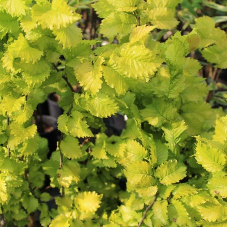 Ulmus carpinifolia Wredei - Jardins du Monde.be