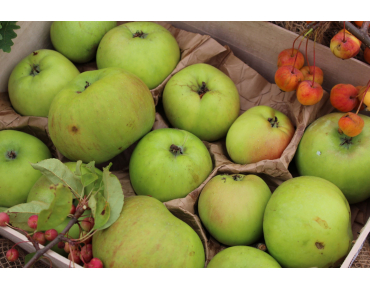 Malus domestica Jacques Lebel - Jardins du Monde.be