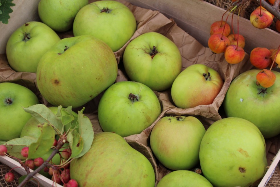 Malus domestica Jacques Lebel - Jardins du Monde.be Malus domestica Jacques Lebel - Jardins du Monde.be