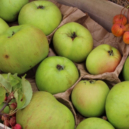 Malus domestica Jacques Lebel - Jardins du Monde.be